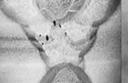 http://www.weldreality.com/porosity-Ed-use.jpg